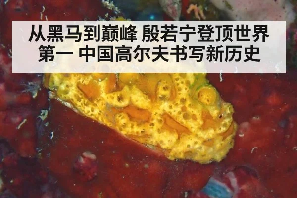 从黑马到巅峰 殷若宁登顶世界第一 中国高尔夫书写新历史